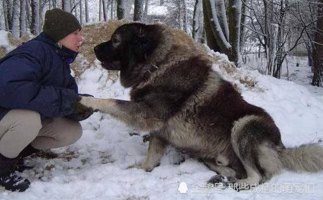 它是上帝的宠物 世界上最巨大的犬种 地位等同中国的大熊猫