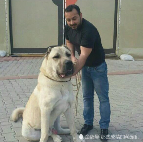 它是上帝的宠物 世界上最巨大的犬种 地位等同中国的大熊猫