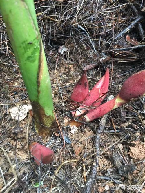 农村这种药食两用的野菜 被称为 亚洲人参 你吃过吗