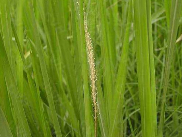 这种名为"钻地龙"的植物,价值珍贵,以前被农民当成杂草除掉!