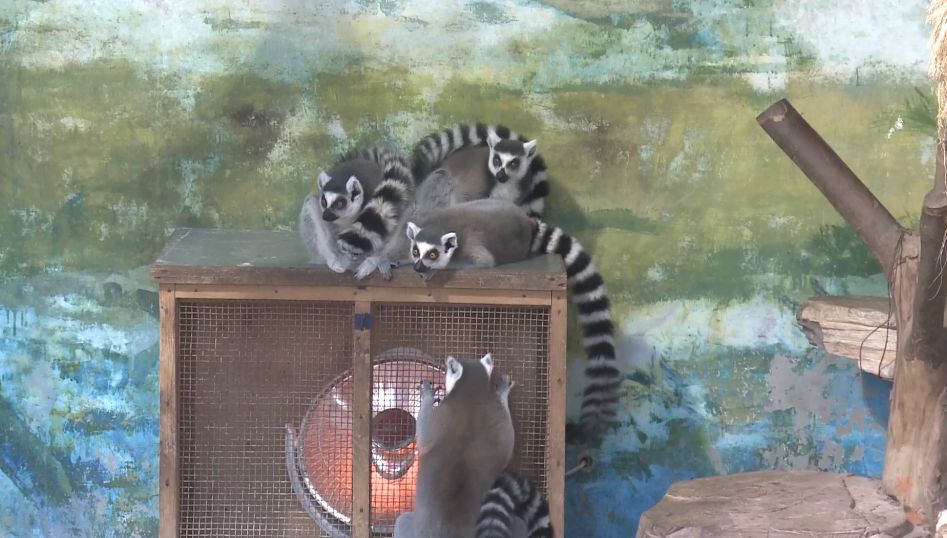 萌翻众人!你没看错到了冬天成都的企鹅是要烤火的