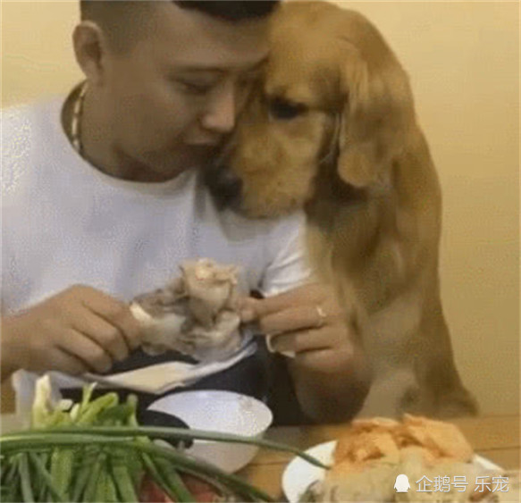 金毛为了吃到骨头,满脸委屈使出苦肉计,脸上表情让人笑喷了