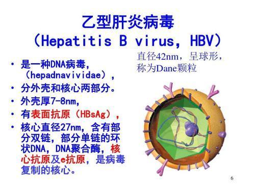 乙肝表面抗原是乙肝病毒的外壳 腾讯新闻
