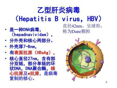 乙肝表面抗原是乙肝病毒的外壳