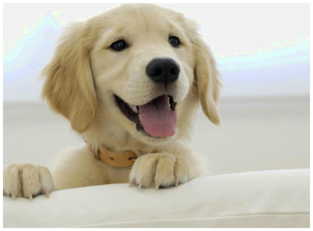 男主发现老婆和狗狗亲密无间,怒火中烧,提醒她别太溺爱