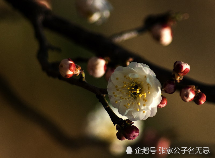 雪满山中高士卧,月明林下美人来:八首最美咏梅