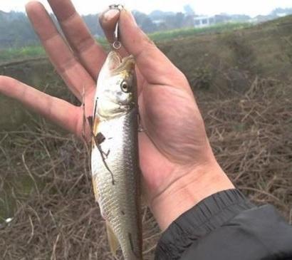 我们这儿叫它花杈鱼,吃口凶猛钓着很过瘾,你会钓这种鱼吗?