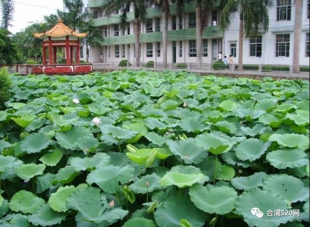 【合浦520网】廉州中学,我的母校,祝你113岁生日快乐!