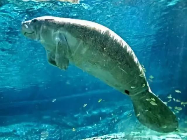 大海里真的有美人鱼吗?