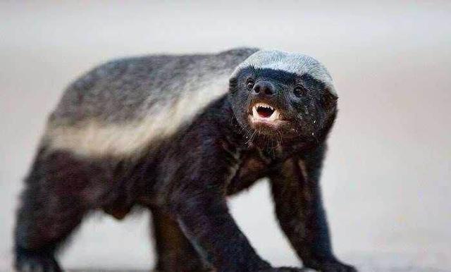 阿里巴巴平头哥能否破除中国缺芯局面