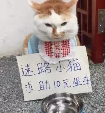 迷路小猫求助10元 看一下路人干的啥事 猫咪都看不下去了