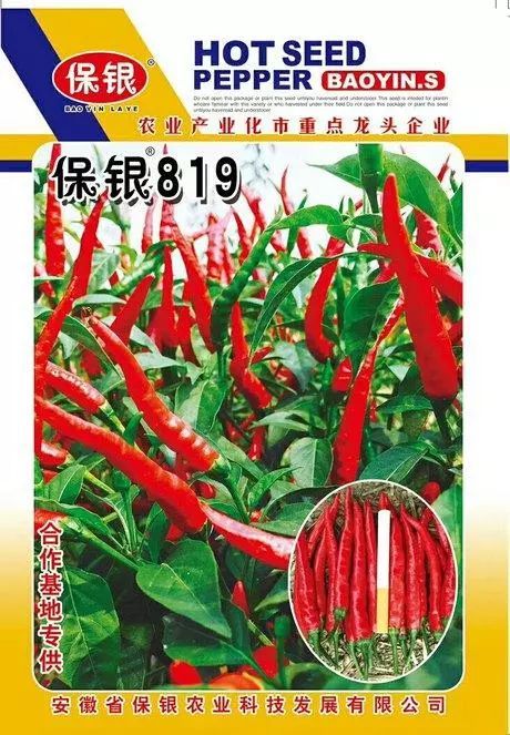 保银819干鲜俩用单生朝天椒