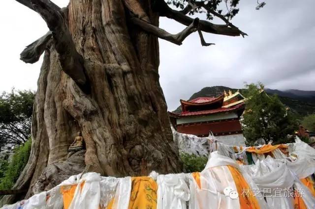 镇30公里处邦纳村的一株古桑树,是迄今为止林芝境内发现的树龄最长