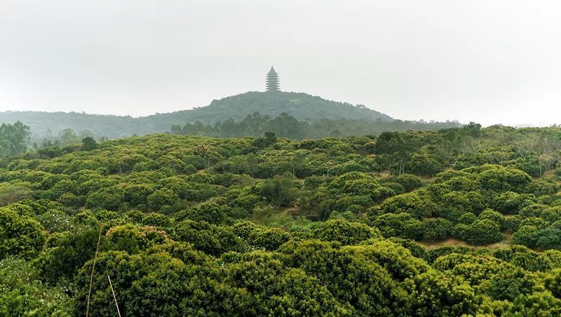 廉江gdp_2020年湛江各区县GDP:廉江市第一,霞山区实现新突破,麻章区垫底