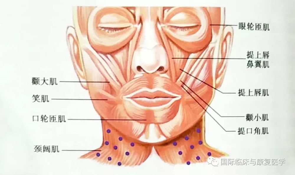 triangle)位於胸鎖乳突肌上份前緣,肩胛舌骨肌上腹和二腹肌後腹之間