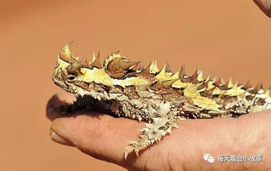 晨会故事刺角魔蜥的疼与生