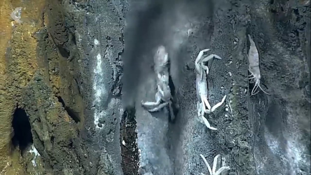 这种虾生活在火山口,岩浆400度的高温也不怕,为什么没被煮熟