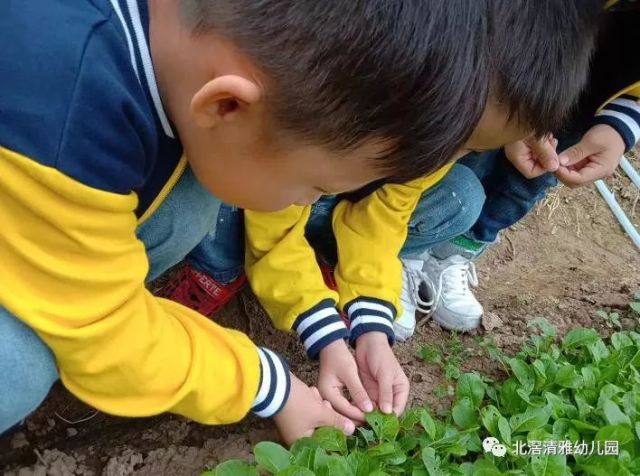 清雅幼儿园2019年春季招生优惠方案