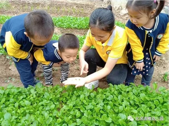 清雅幼儿园2019年春季招生优惠方案
