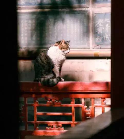 故宫御猫小崽儿走了,果然猫走是不愿让人看到