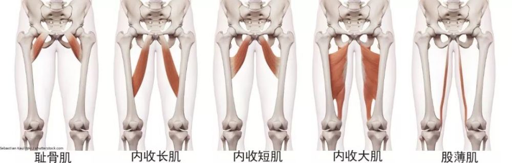 练瑜伽女生一定要多练内收肌真的很重要