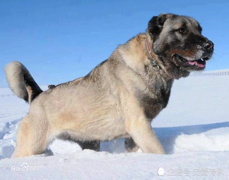 犬中兽说的正是它,以野兽自居的猛犬,人称地狱犬被发达国家封杀