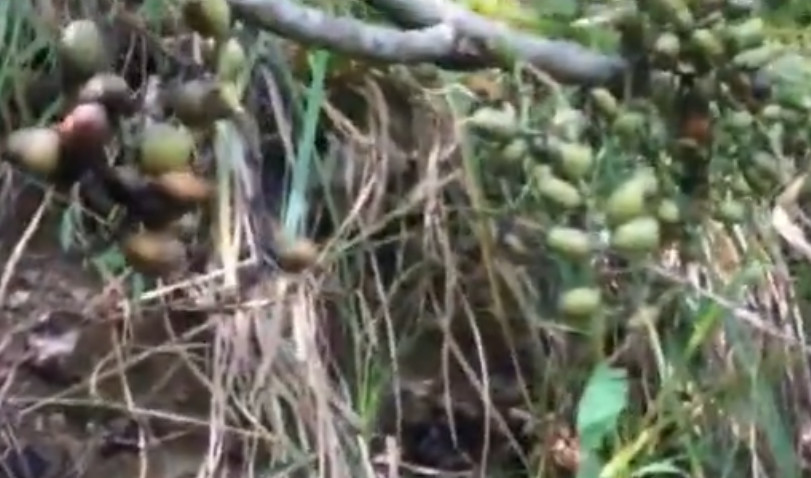 长在悬崖上的这种野果,人称"风麻子"农村人经常炒着吃