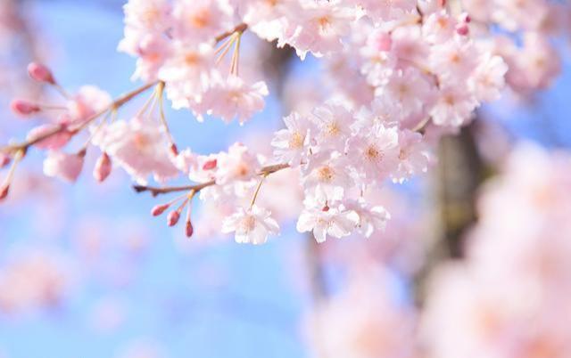 阿难尊者为何要化作石桥?千万别把鸡汤当佛