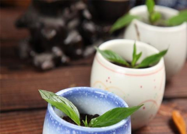 出现枯萎的薄荷盆栽,使用这几个小方法,可以救