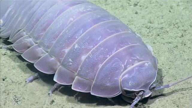 世界最大昆虫 生活在深海里以海洋生物尸体为食 日本人却抓来吃 地球 大王具足虫 海洋生物 昆虫