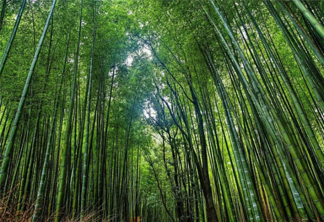 奇闻趣事:老外提问,为何只有中国人把竹笋当食