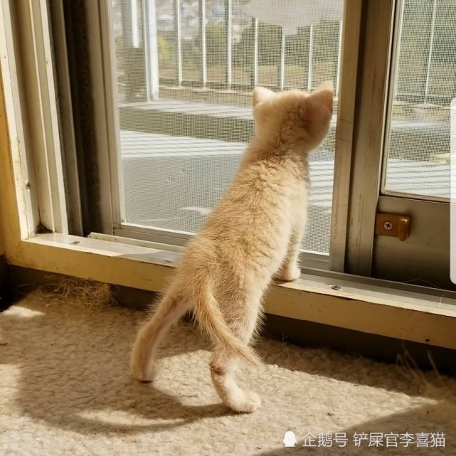 猫咪一生最谨慎的时期就是生完宝宝带孩子的时候 这就是母性本能 小奶猫 猫妈妈 猫咪 铲屎官