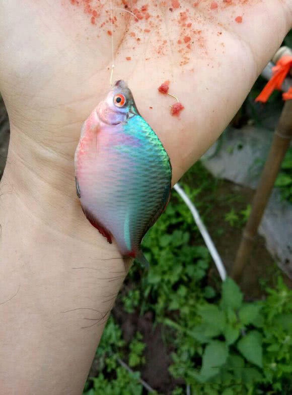 钓友反应,现在鱼口非常好,"爆护"是常事——不过,大都是这种"五彩鱼"!