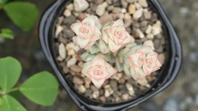 谈一谈 多肉植物容器的使用心经