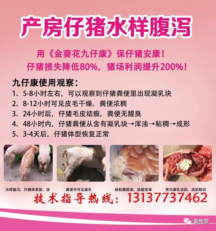 九仔康使用效果反馈:按住画面移动小窗【金葵花---九仔康】专业仔猪