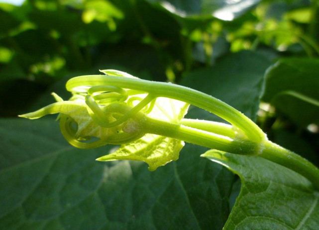 农村生长的这种攀援植物 有 素菜之珍 的美誉 也有暖胃的功效 素菜