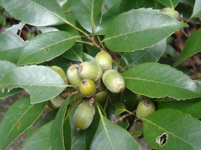 农村这种"黄金树",浑身是宝,价值不菲,请不要砍了当柴用!