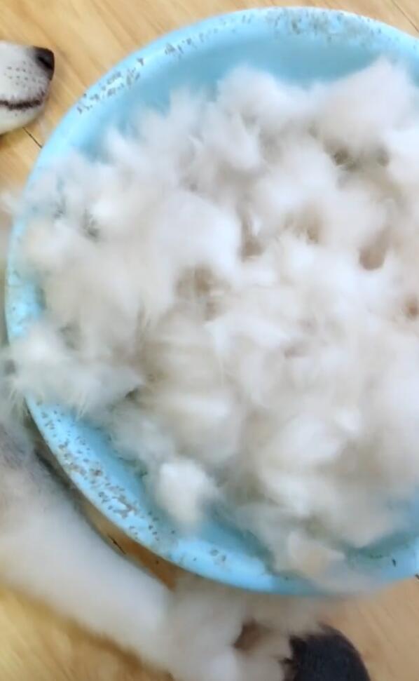 哈士奇掉毛被刮出来,刮出一大盆,主人:过冬可以