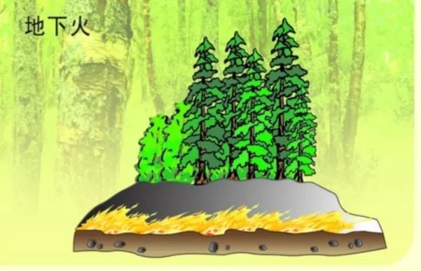树冠火就是在大树树干上燃烧蔓延的火,它是密林内的地表火遇到强风