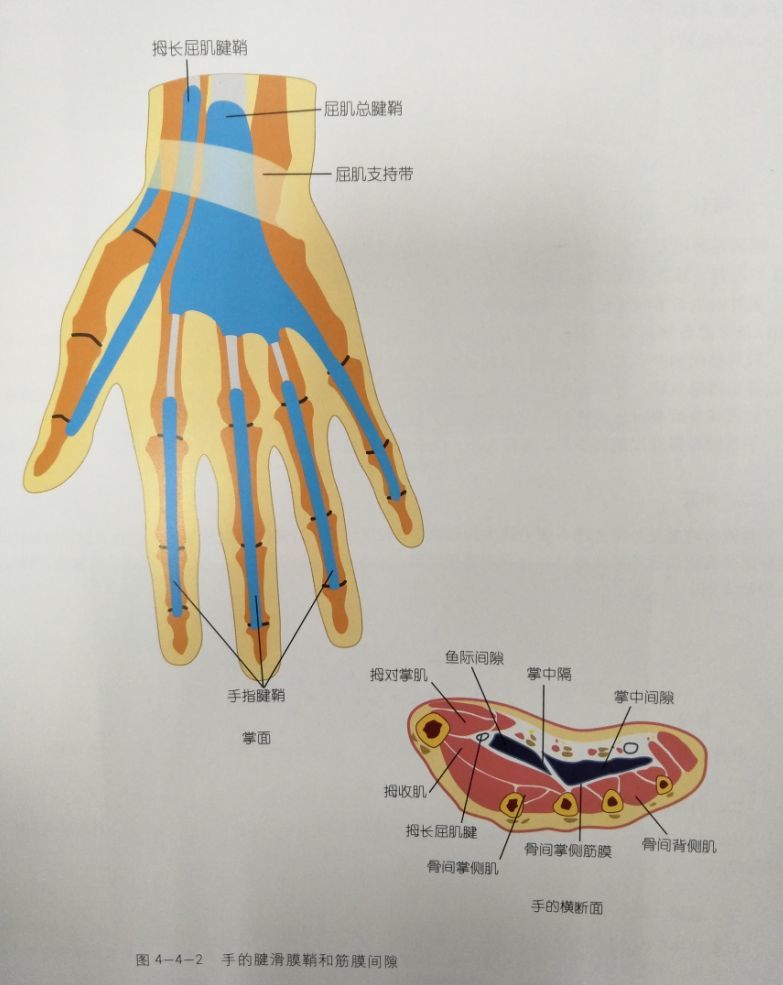 骨科精讀快速診治手腕部腱鞘囊腫這幾點很重要