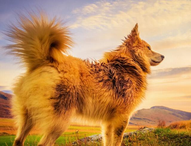冰岛犬的祖先可能是挪威牧羊犬,它和挪威牧羊犬一样,外貌与狐狸犬的