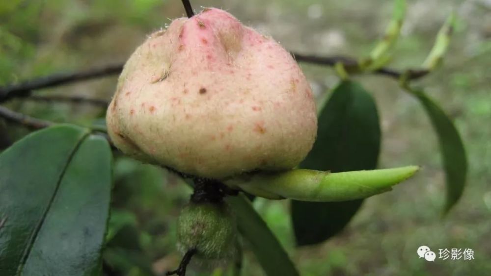 茶子花,茶籽情,关于茶子花的温情记忆