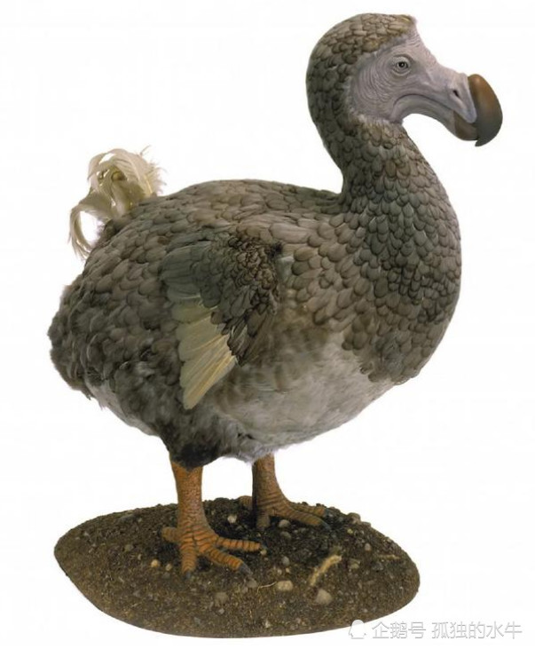 腾讯内容开放平台