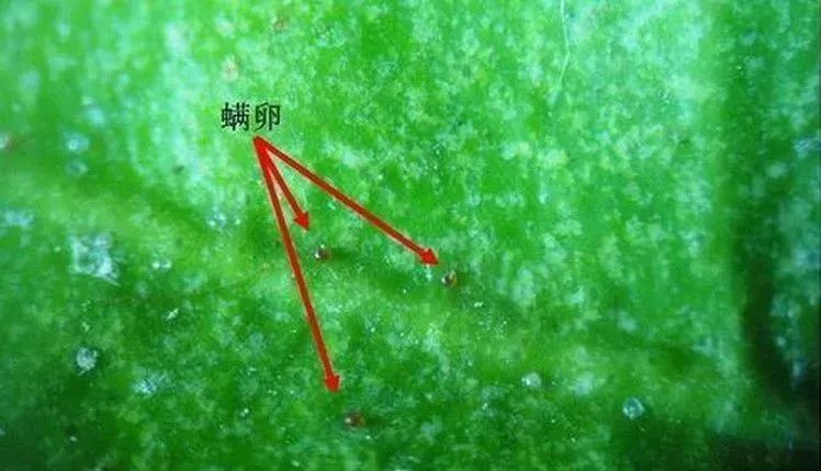 要想防治红蜘蛛危害,低温期这样做