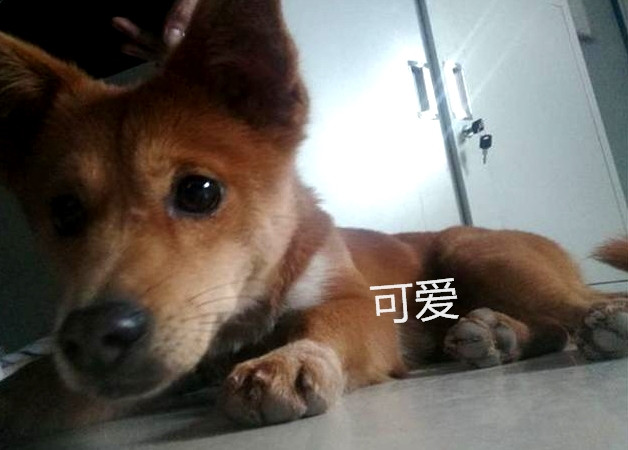 捡了只柴犬 男子兴奋不已 养了几天得知是土狗当场翻脸