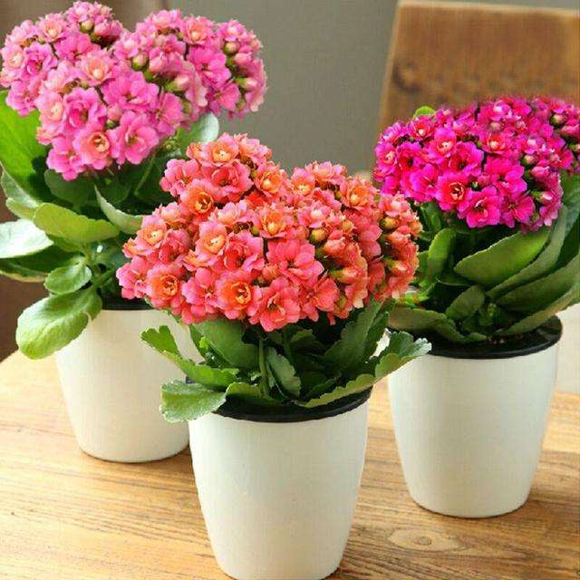 长寿花叶片长了白斑怎么办 如何救治 腾讯新闻