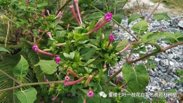 农村有一种不起眼的野草 人称 地雷花 它是民间的一种草药