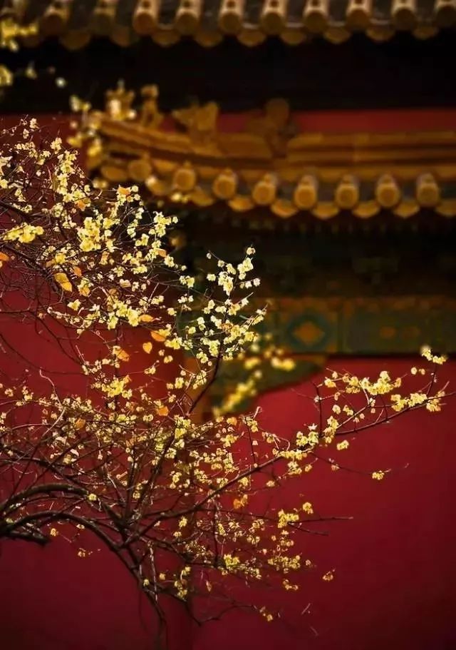 不读诗词的人:腊梅花开了,美不胜收.读诗词的人:年年雪里,常插梅花醉.