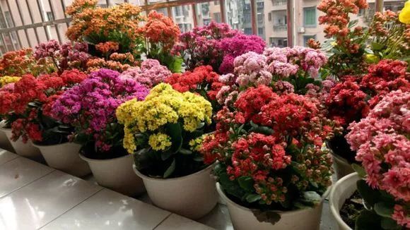 爆盆|老花匠的“秘方”，自制养花“黑水”，浇盆里1月就“爆盆”！