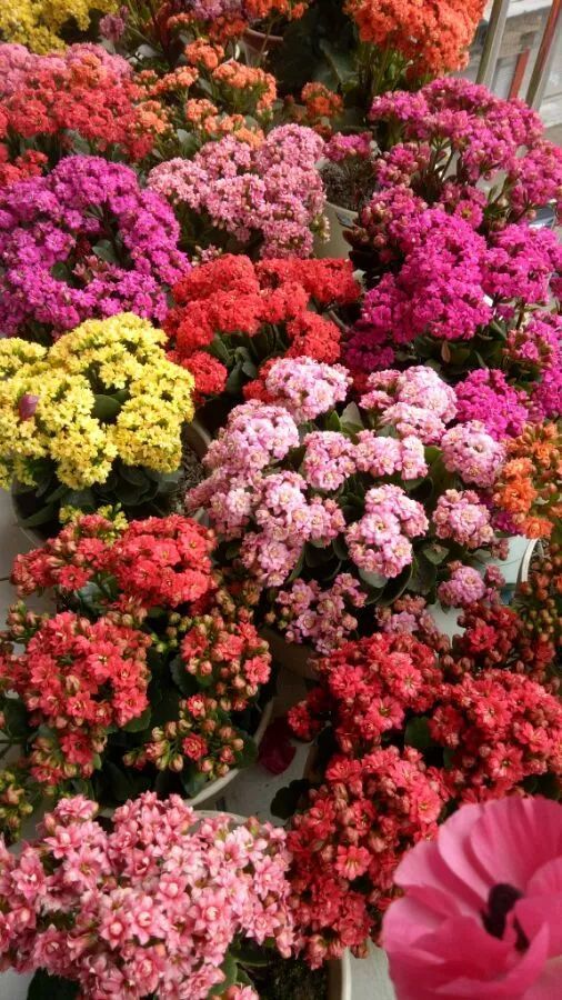 爆盆|老花匠的“秘方”，自制养花“黑水”，浇盆里1月就“爆盆”！